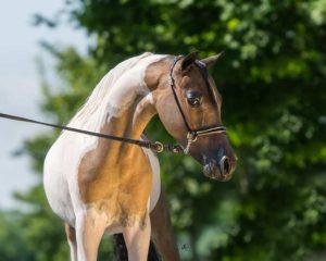 piper champion show mini horse breeder Mare
