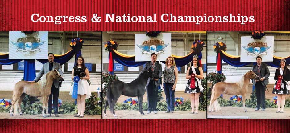 valhalla mini horse champion show horse for sale maryland