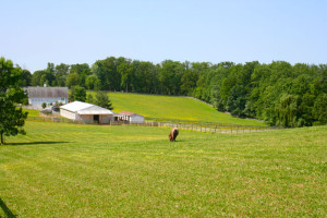 Valhalla Farm Miniature Horses and Shetlands, Westminster, MD