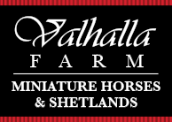 Valhalla Farm Miniature Horses and Shetlands Champion Breeder, Westminster, MD
