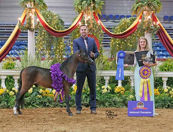 for sale champion stallion horse shetland mini Justin Valhalla Farms