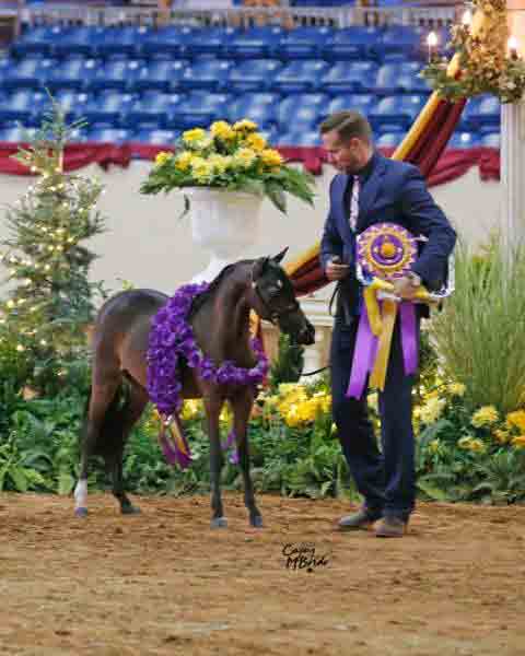 for sale champion stallion horse shetland mini Justin Valhalla Farms
