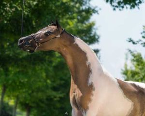 piper mare champion mini horse