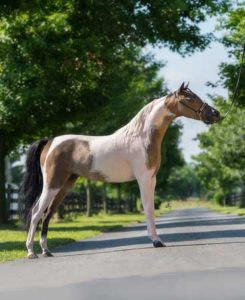 piper mare mini horse miniature 