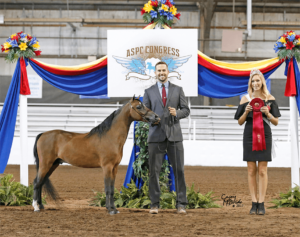justified-an-mini-horse-stallion-champion-breeder Valhalla Farms