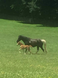 Drama filly champion mini horse Valhalla Farm