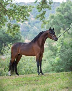 Valhalla Farm mini horse champion Justified An (Hof)