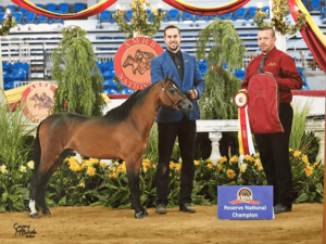 national champion mini horse Valhalla Farm Stallion Justin