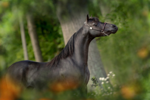 reserve grand champion mini horse Valhalla Farm Tiger