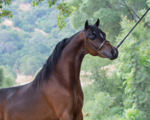 Valhalla Farm mini horse champion Stallion Justified An (Hof)