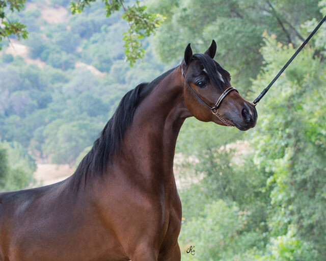 for sale champion stallion horse shetland mini Justin Valhalla Farms champion Stallion Justified An (Hof)