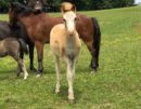 for sale champion mini horse Valhalla Farms