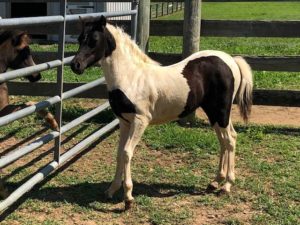for sale miniature horse champion Valhalla Farms