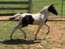 desire foal for sale Valhalla Farm mini shetland horse champion breeder MAryland