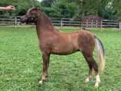 for sale horse show quality colt Valhalla Farm 2021
