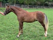 for sale horse show quality colt Valhalla Farm 2021