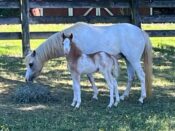 Valhalla Farms Maryland breeder champion mini shetland horse foal