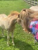 Valhalla Farms Maryland breeder champion mini shetland horse foal