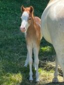 Valhalla Farms Maryland breederchampion mini horse foal