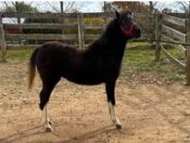 piper mare champion mini horse