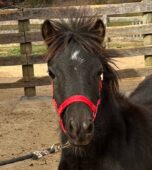 Valhalla Farms Maryland breederchampion mini horse foal